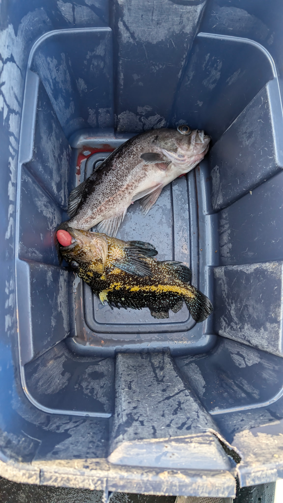 Bottom Fishing the Oregon Coast: A Charter Day Off Depoe Bay